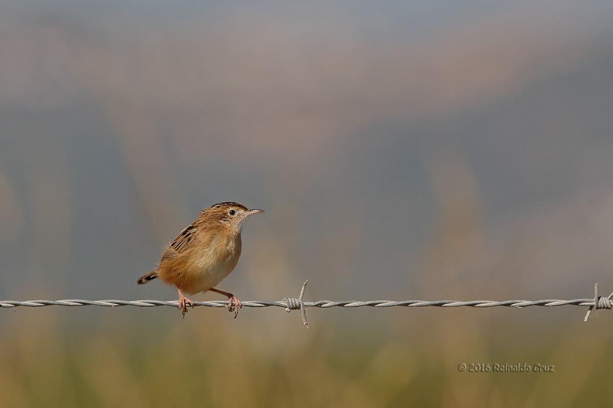 Fuinha-dos-juncos  ---  Zitting Cisticola  ---  (Cisticola juncidis)