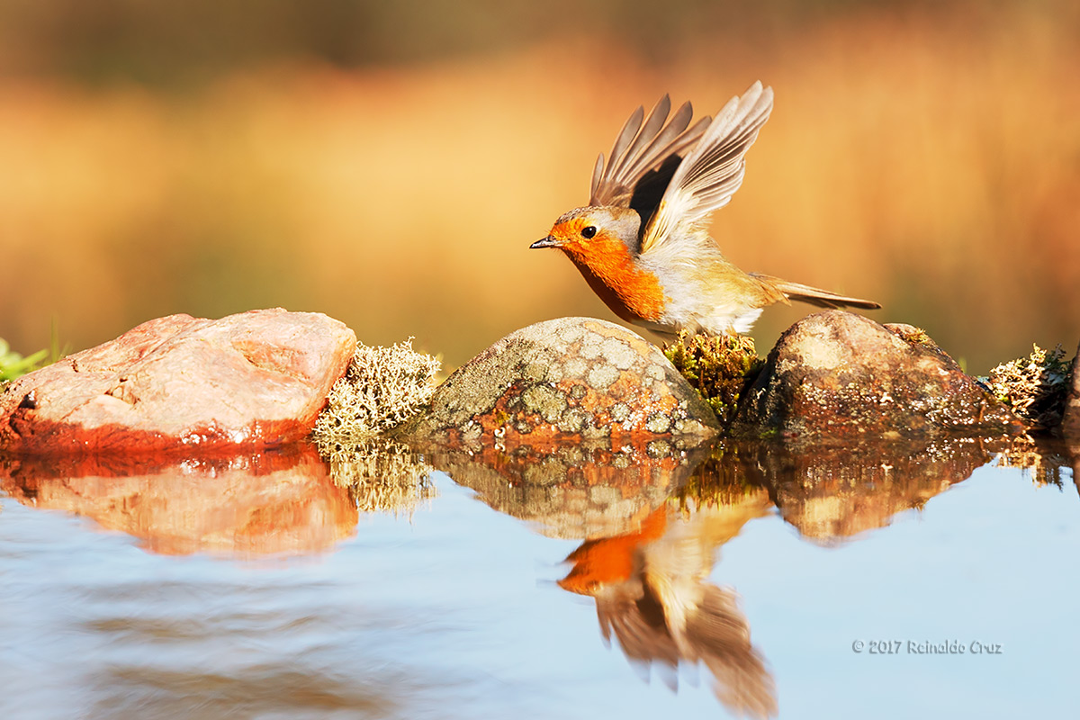 Pisco-de-peito-ruivo  ---  Robin  ---  (Erithacus rubecula)