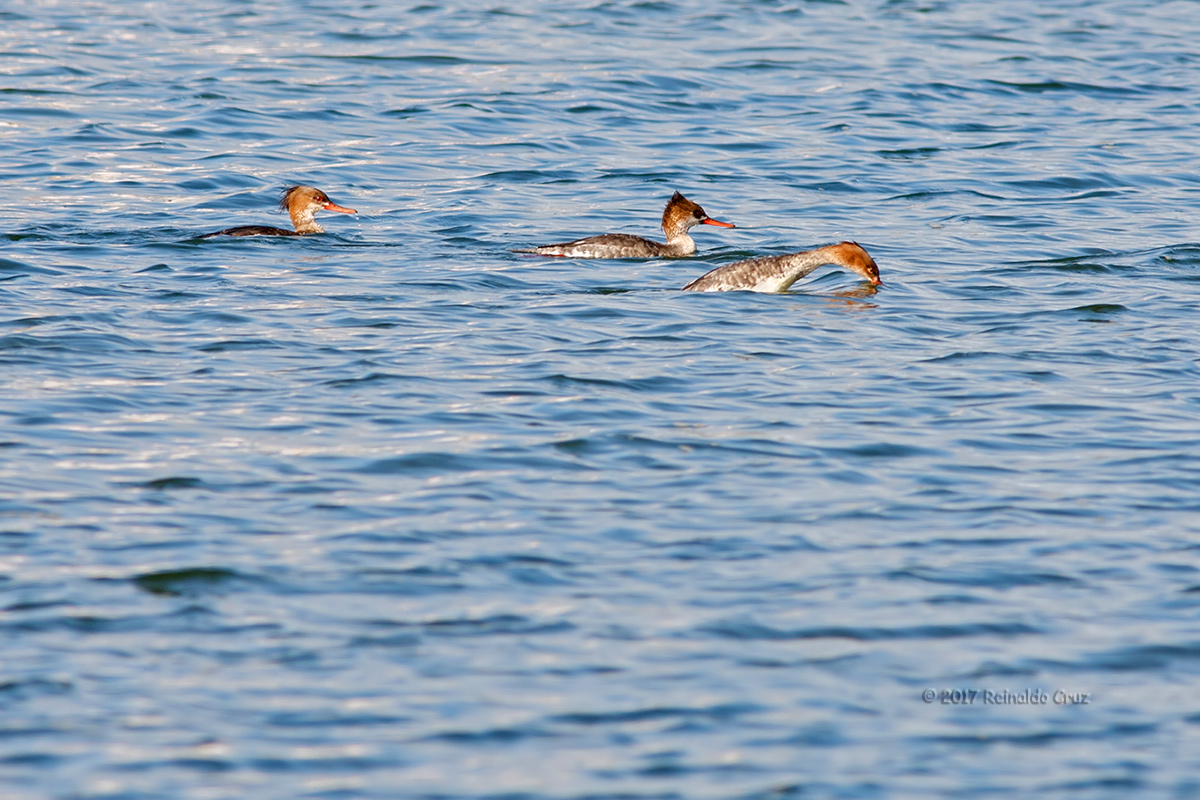 Merganso-de-poupa  ---  Red-breasted Merganser  ---  (Mergus serrator)