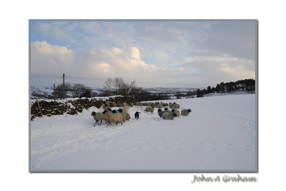 What the flock?