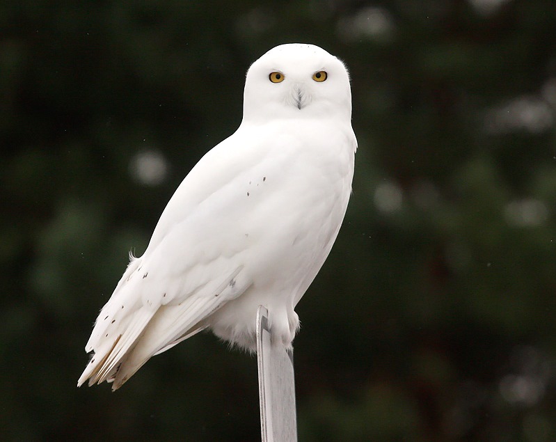 Snowy Owl 5581