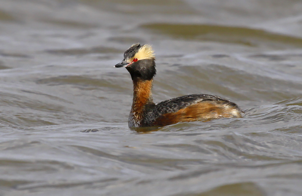 Horned Grebe 1310