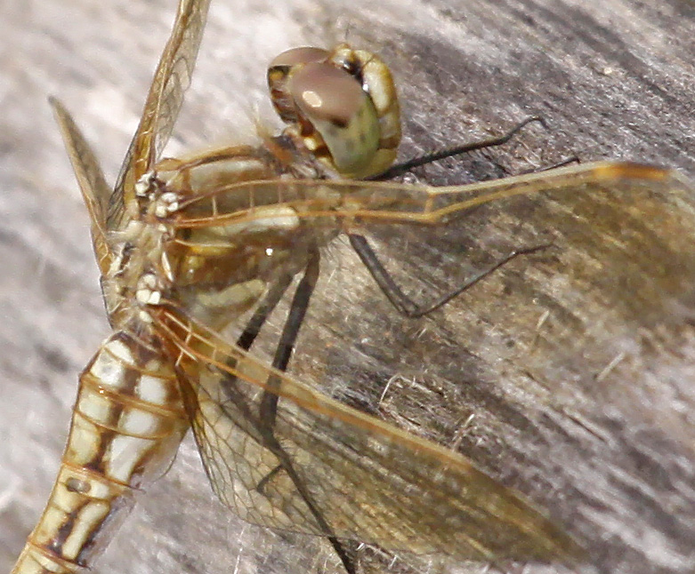 Red-veined Meadowhawk (S. madidum - female) 4974b