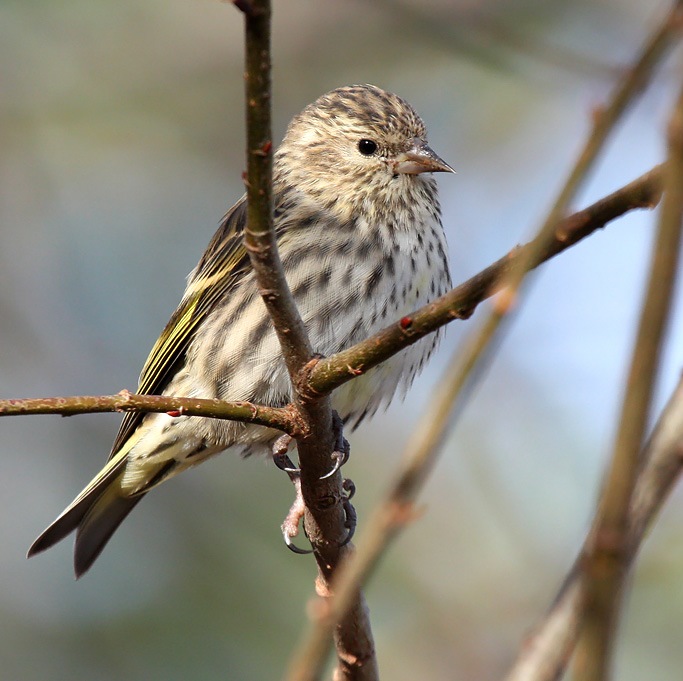 Pine Siskin 0322