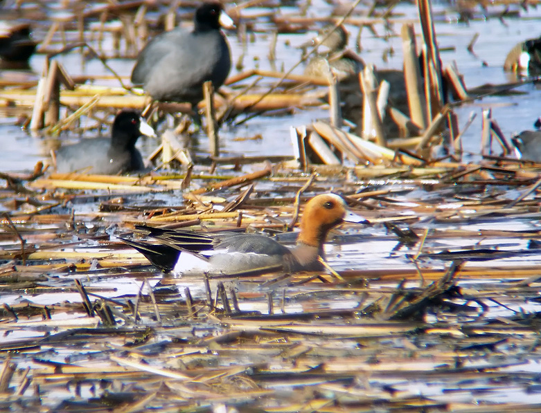 Eurasian Wigeon_734