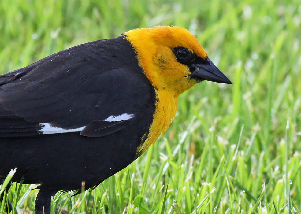 Yellow-headed Blackbird_1802.jpg