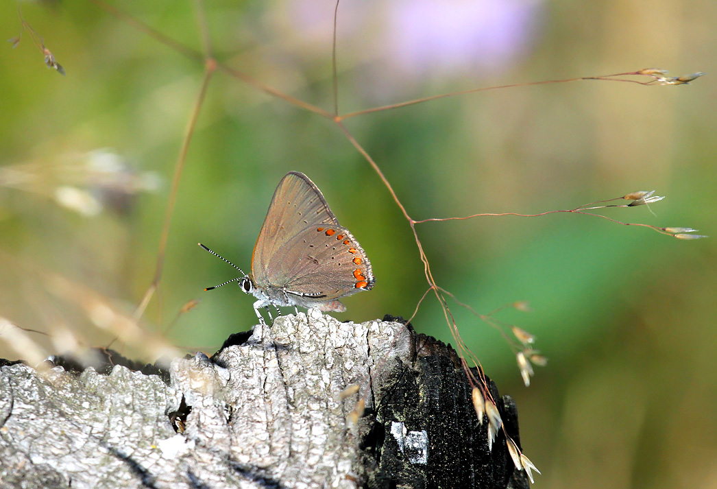 Coral Hairstreak_6072.jpg