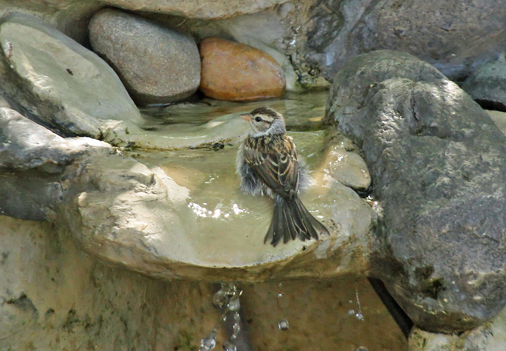 Chipping Sparrow_5834.jpg