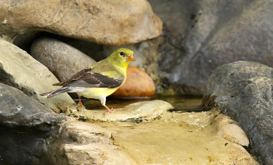 American Goldfinch_7249.jpg