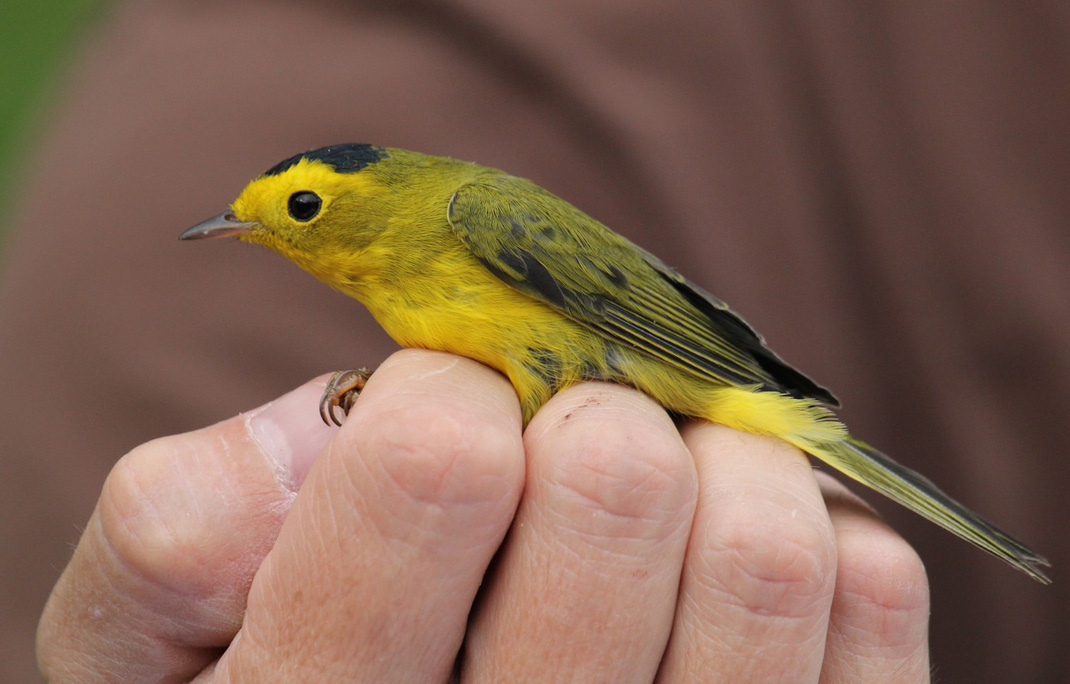 Wilsons Warbler_7943 by Skip Perkins.jpg