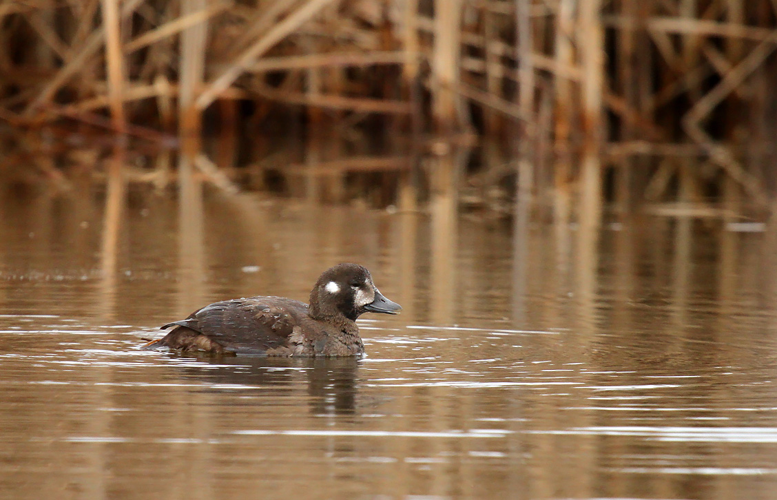 Harlequin Duck_3367.jpg