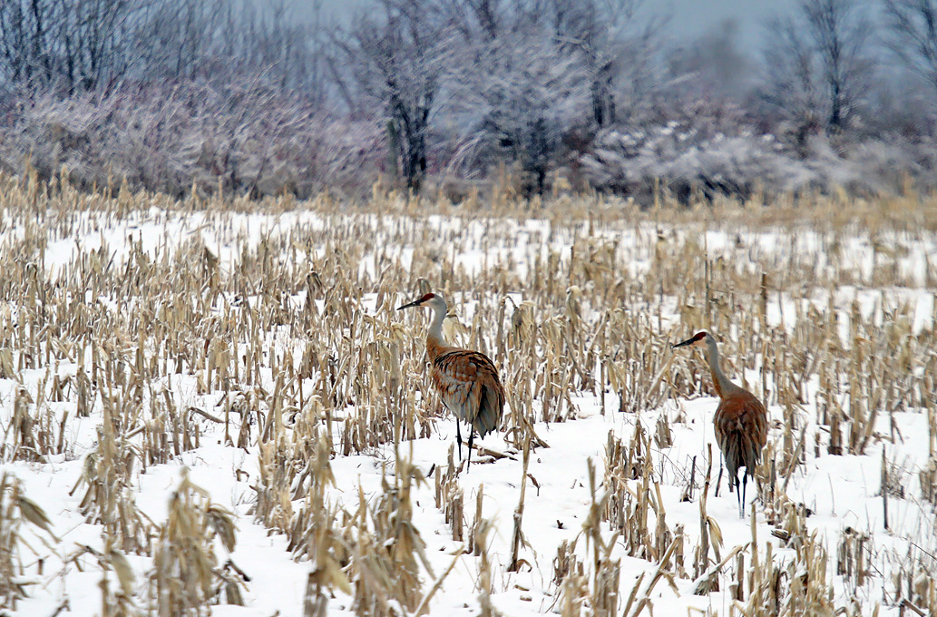 Sandhill Crane_6760.jpg