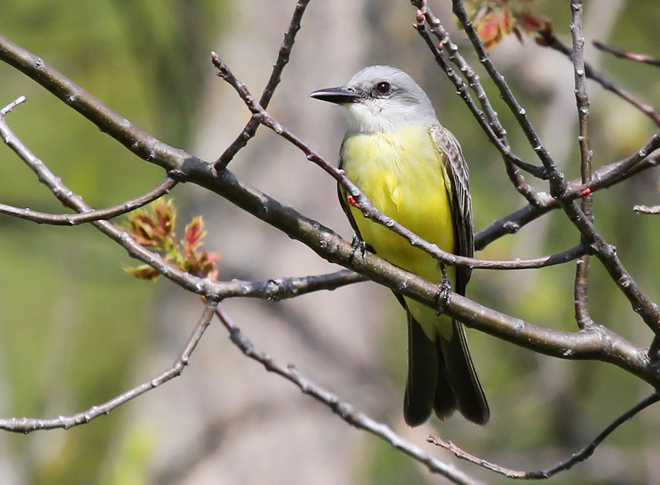 Kingbird_8449.jpg