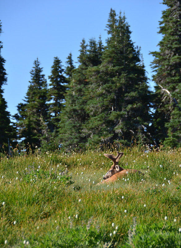 Hurricane Ridge