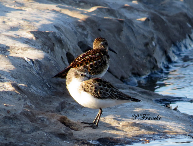 Bcasseau semipalm / Semipalmated Sandpiper