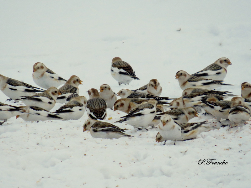 Plectrophane des neiges / Snow Bunting