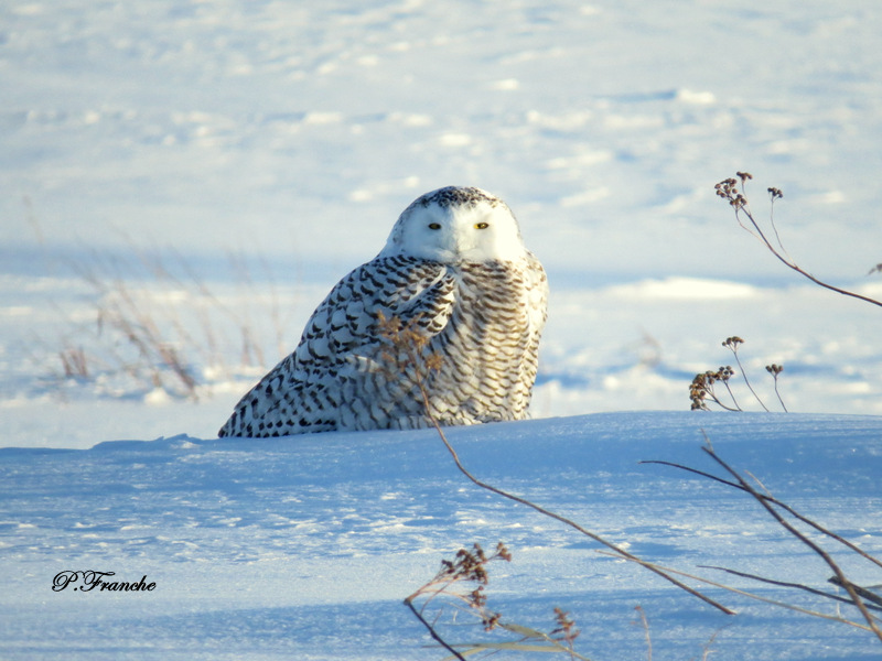 Harfang des neiges / Snowy Owl