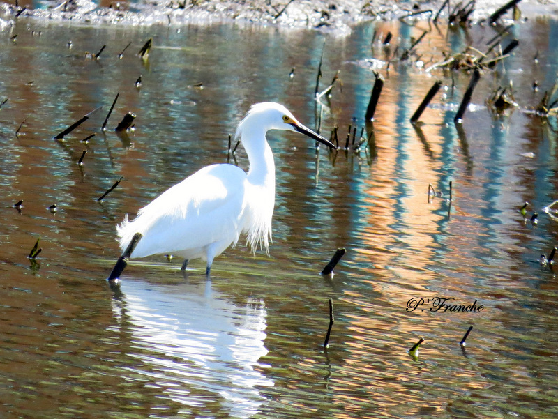 Aigrette neigeuse / Snowy Egret
