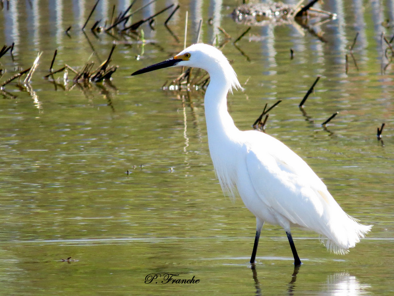 Aigrette neigeuse / Snowy Egret