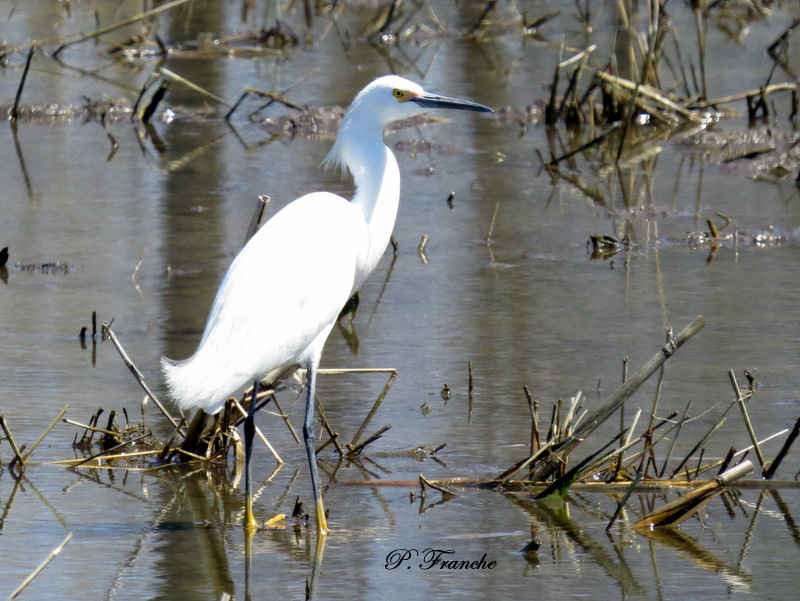 Aigrette neigeuse / Snowy Egret