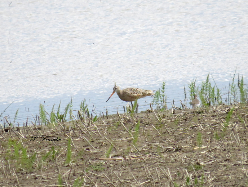 Barge marbre / Marbled Godwit