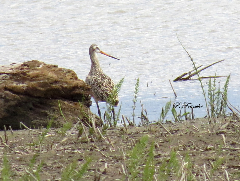 Barge marbre / Marbled Godwit