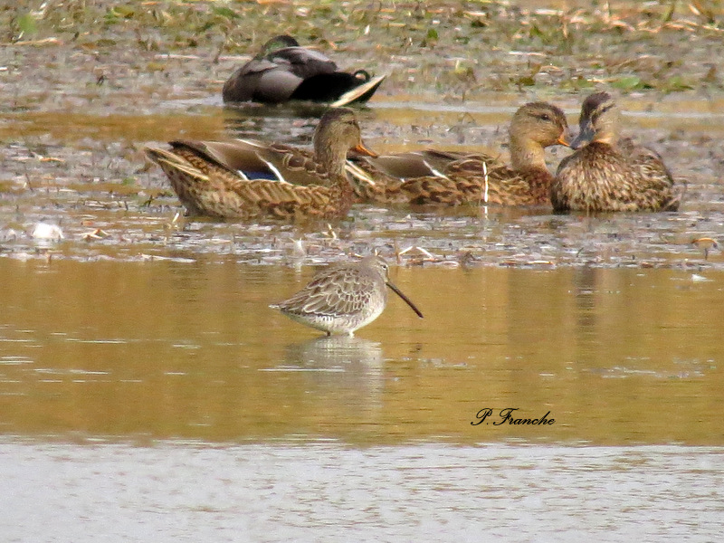 Bcassin  long bec /    Long-billed Dowitcher