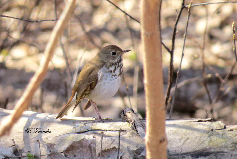 Grive solitaire / Hermit Thrush