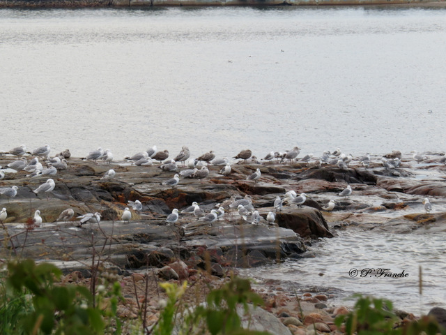 Mouette tridactyle - Black-legged Kittiwake