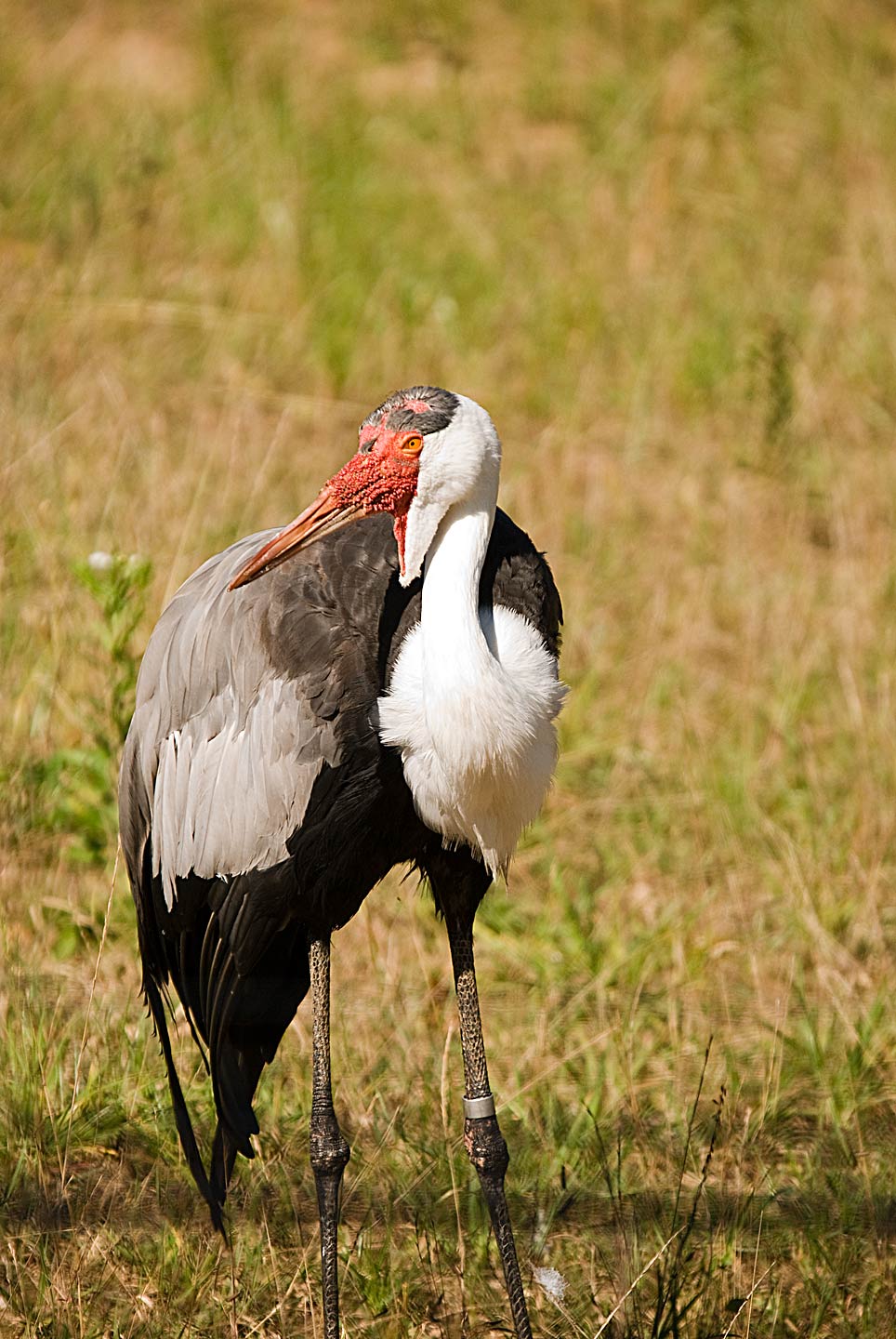 CRANE, WATTLED