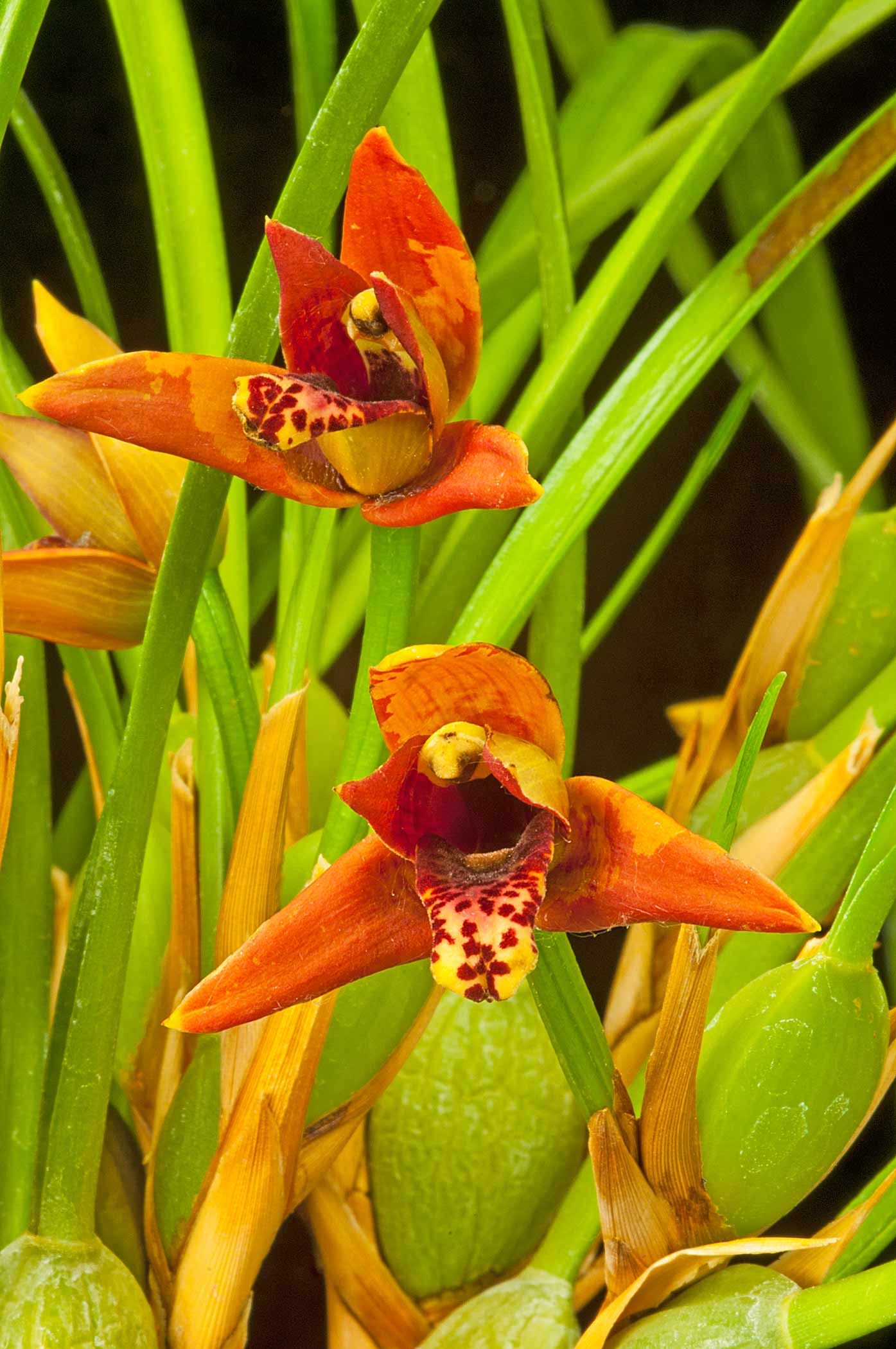 Maxillaria tenufolia