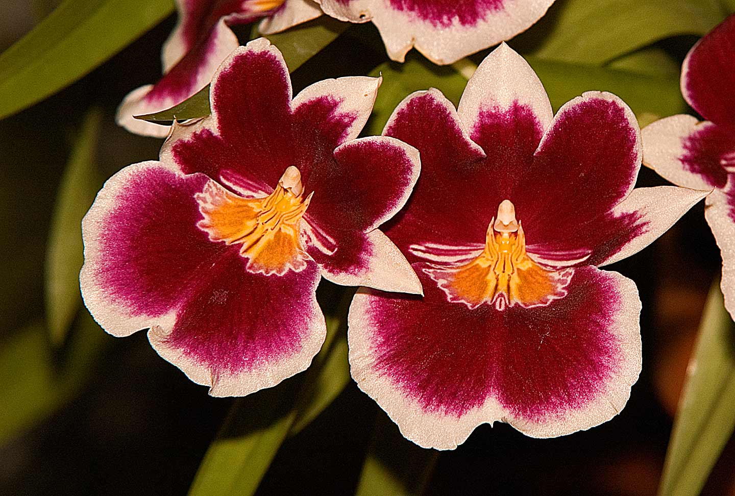 Miltonia Maurie Katheen Karen