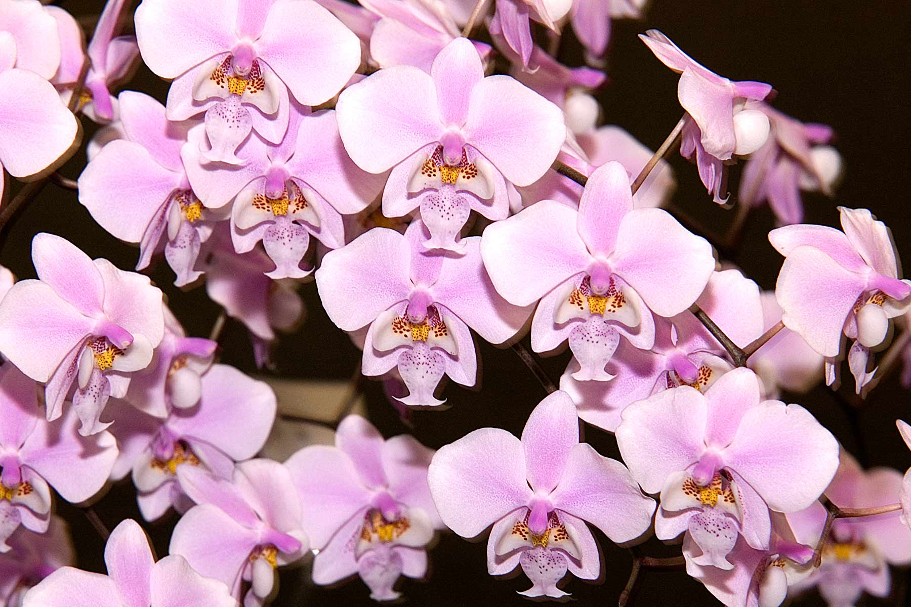 Phal. Schilleriana