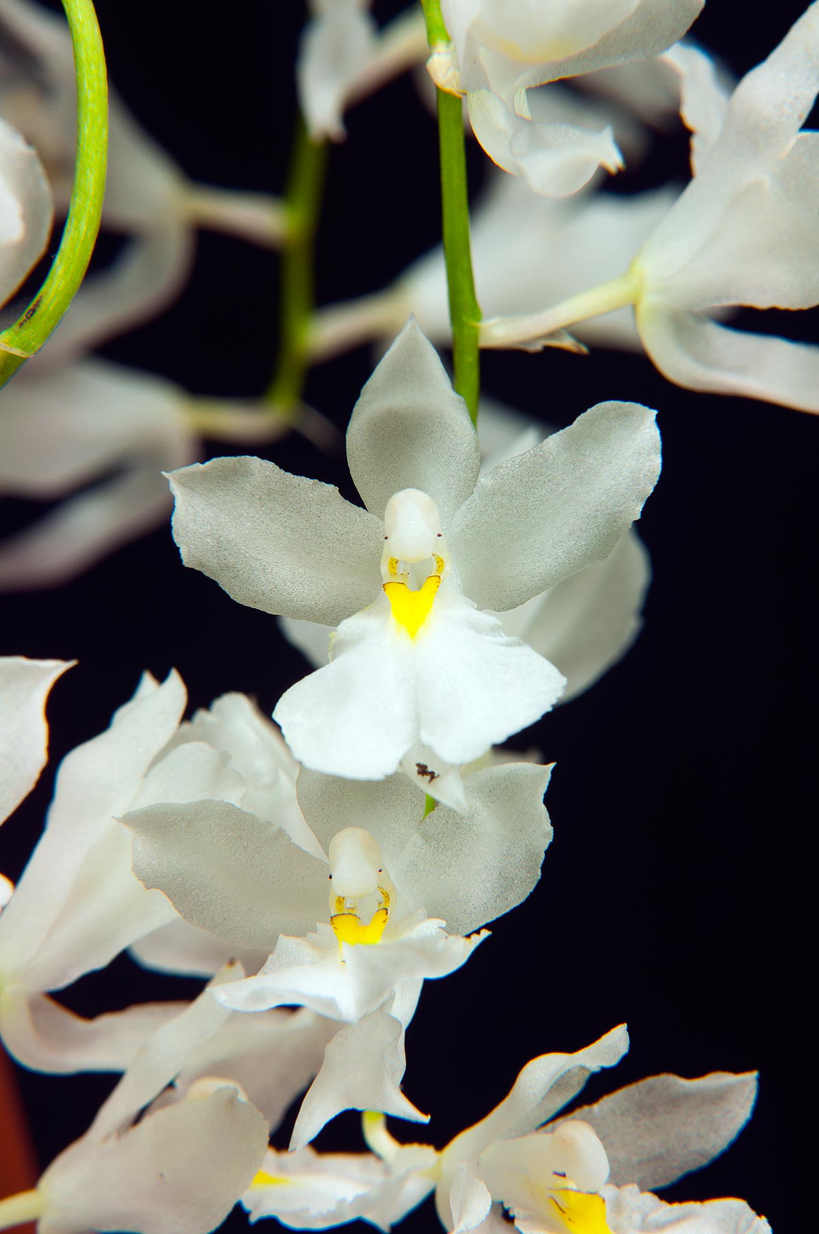 Rodriguezia venusta