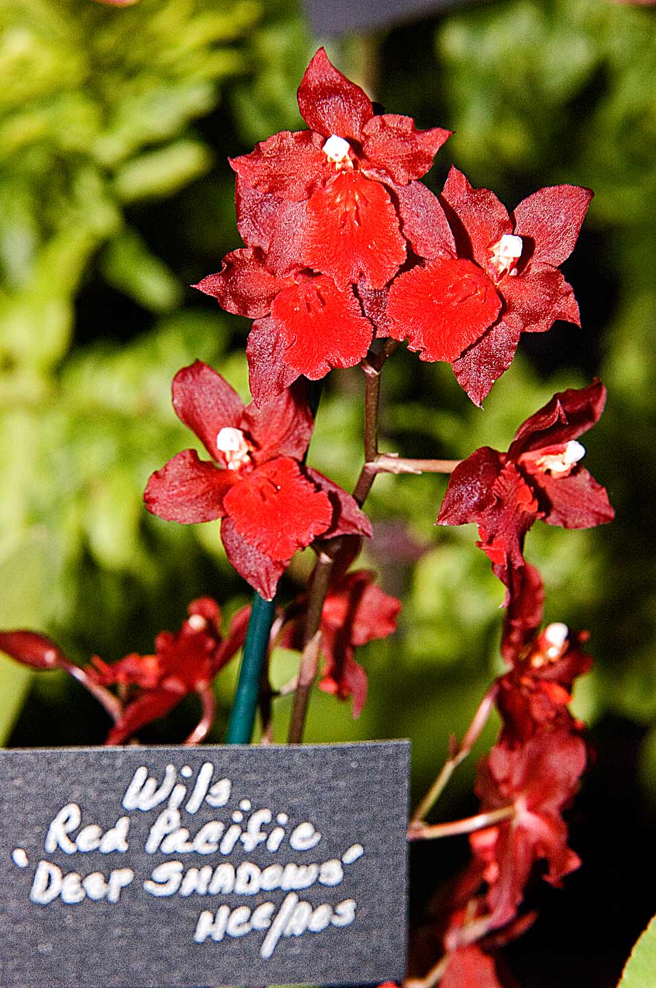 Wilsonara Red Pacific Deep Shadows HCC-AOS