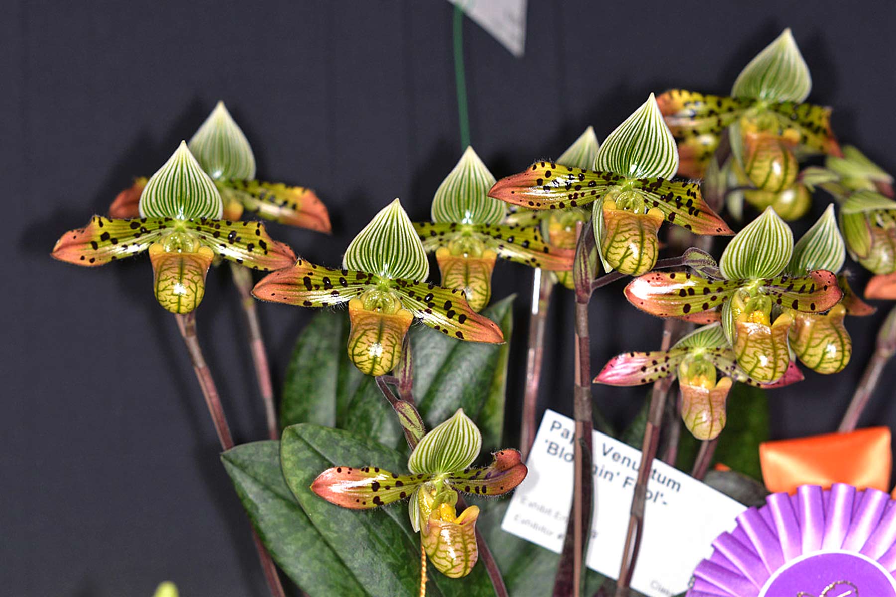 Phal. Venustum Bloomin Fool