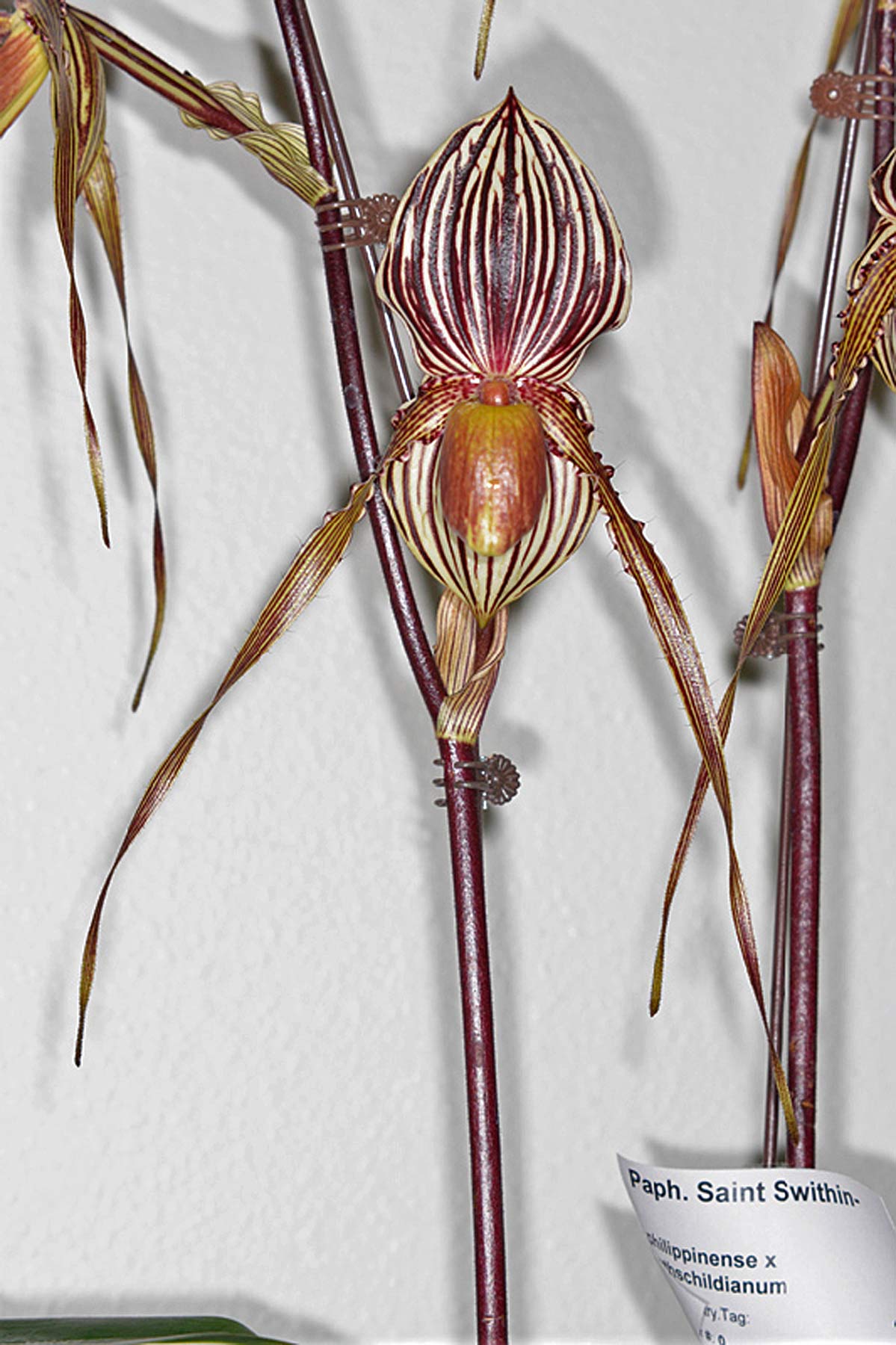 Paph. Saint Swithin