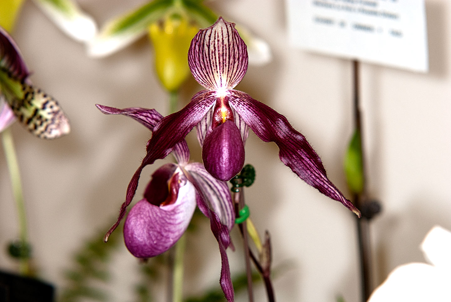 Paph. Sacagaweas Slipper (delenatil x sanderianum)