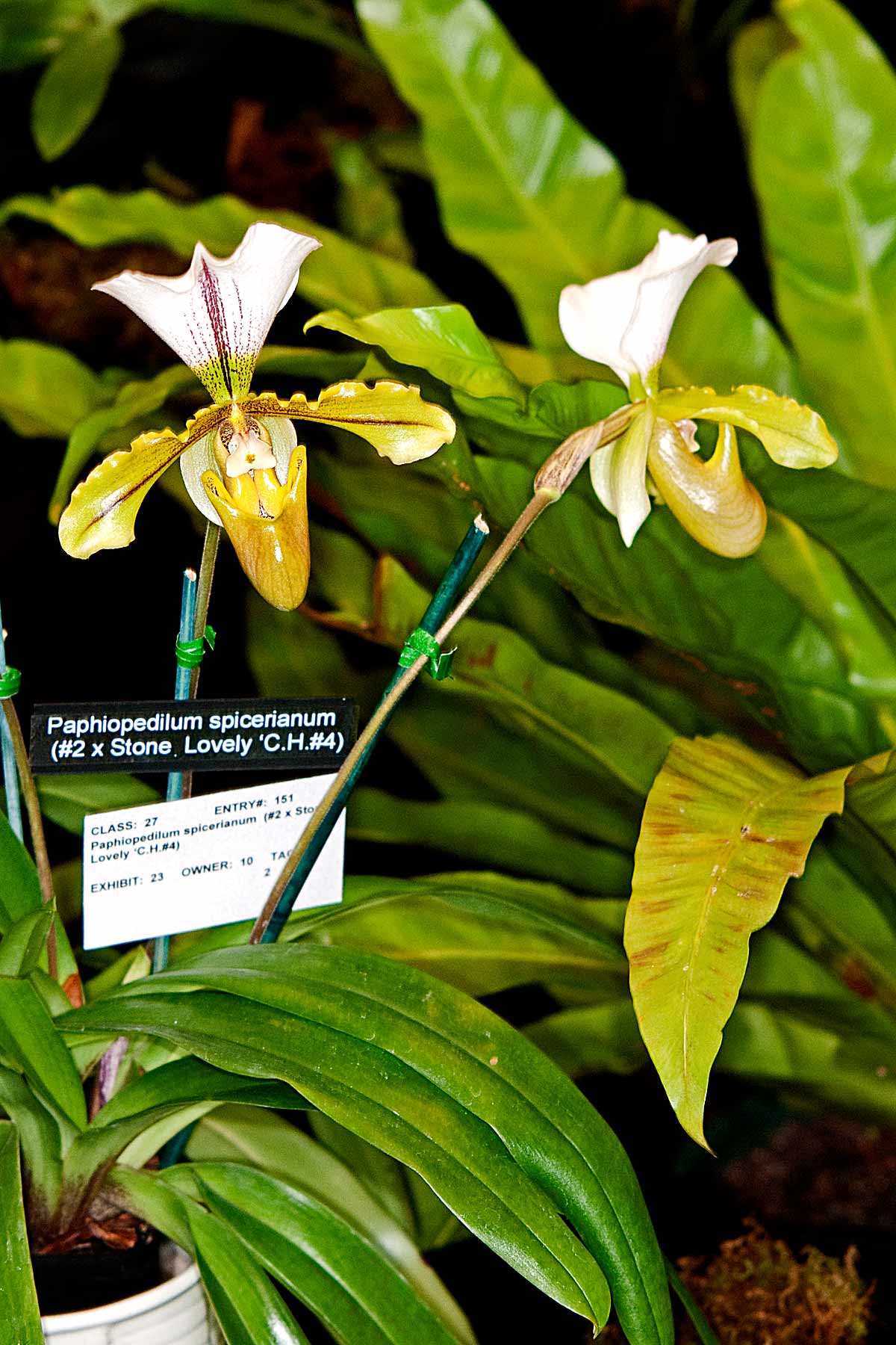 Paph. Spicerianum (#2 x Stone Lovely C. H. #4
