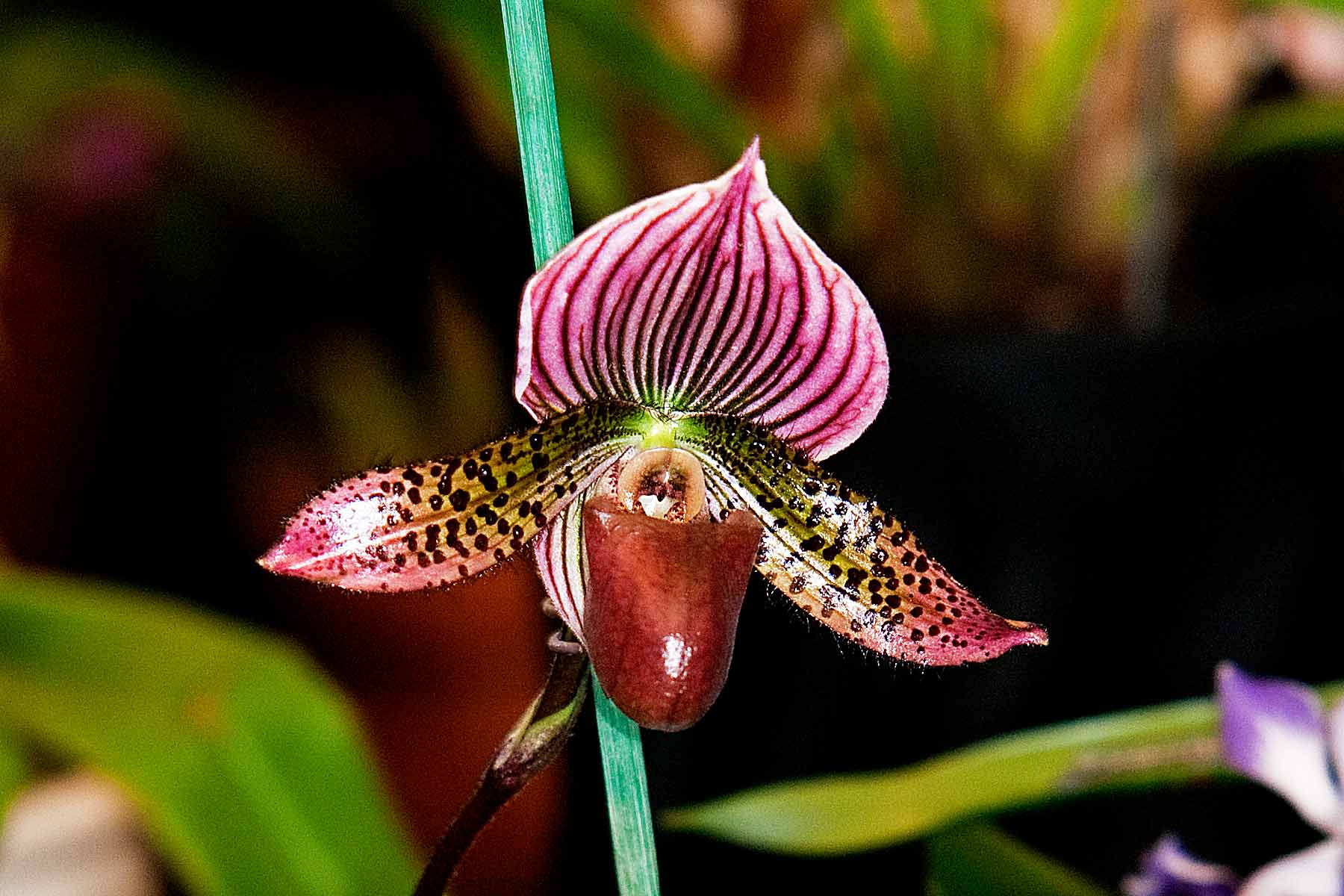 Paph. Petulas Ruby Peacock Display x Petula Downtown)