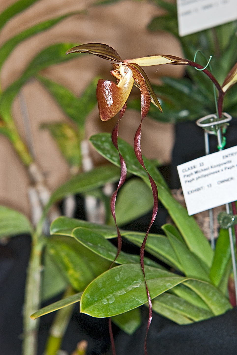 Paph. Michael Koopowitz (Paph. Philippinese x Paph. Sanderianum)