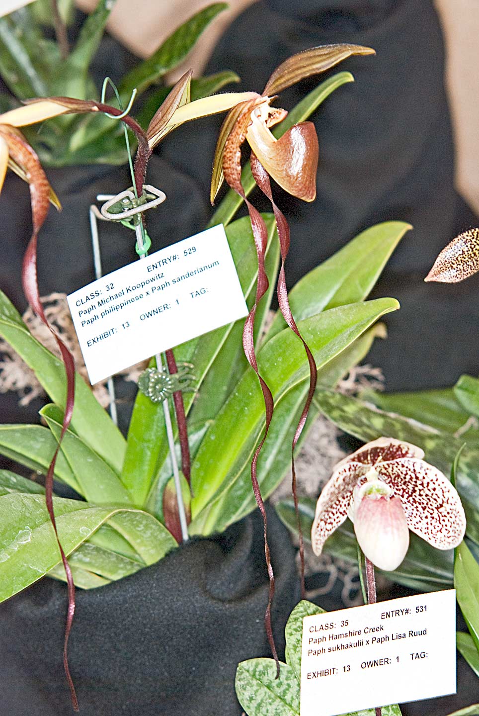 Paph. Michael Koopowitz (Paph. Philippinese x Paph. Sanderianum)