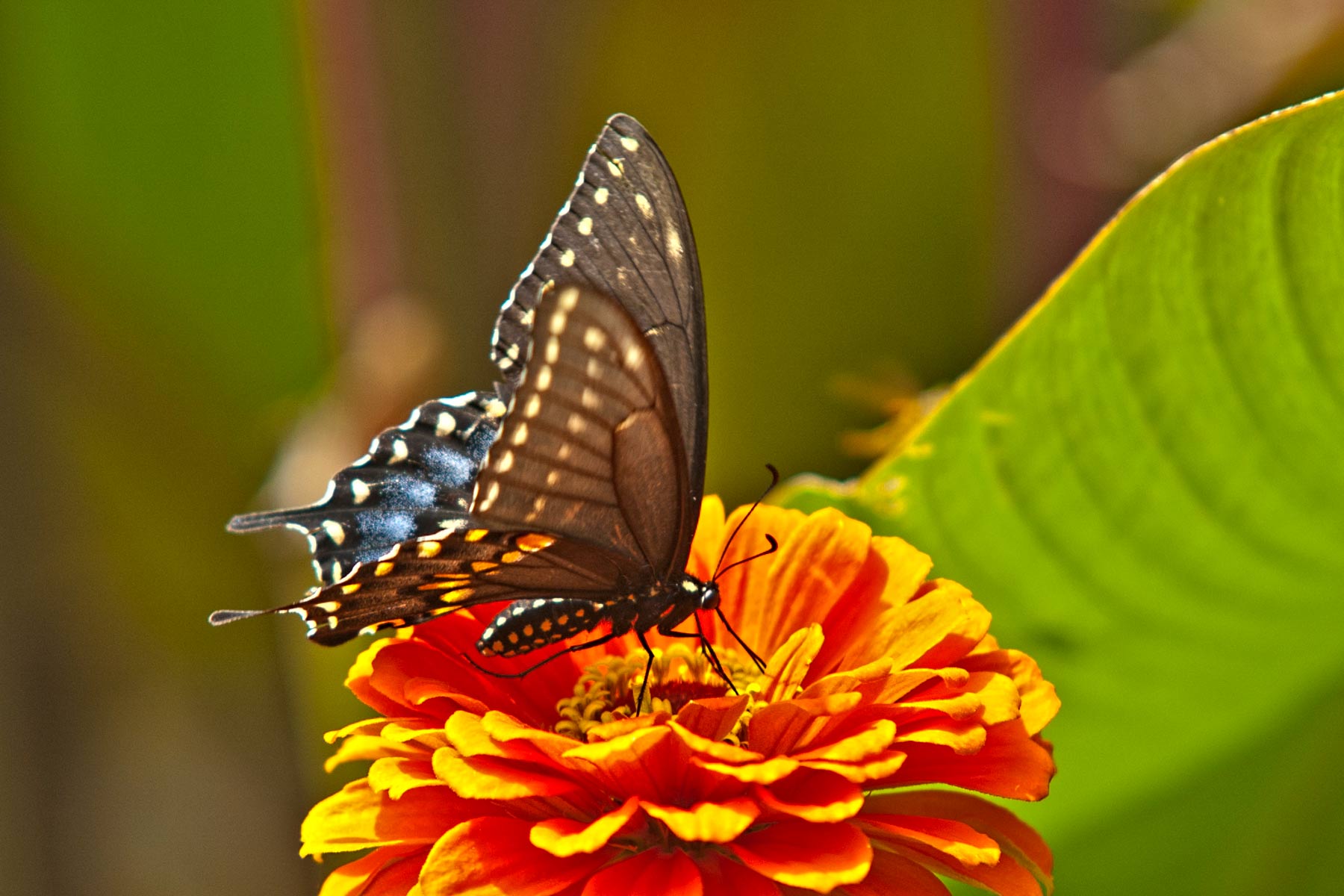 Black Swallowtail