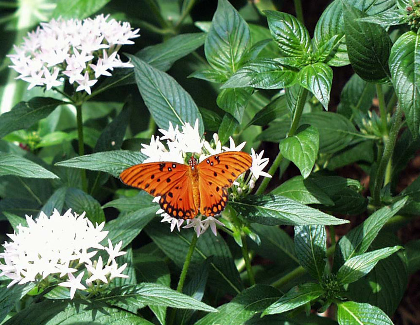 Gulf Fritillary