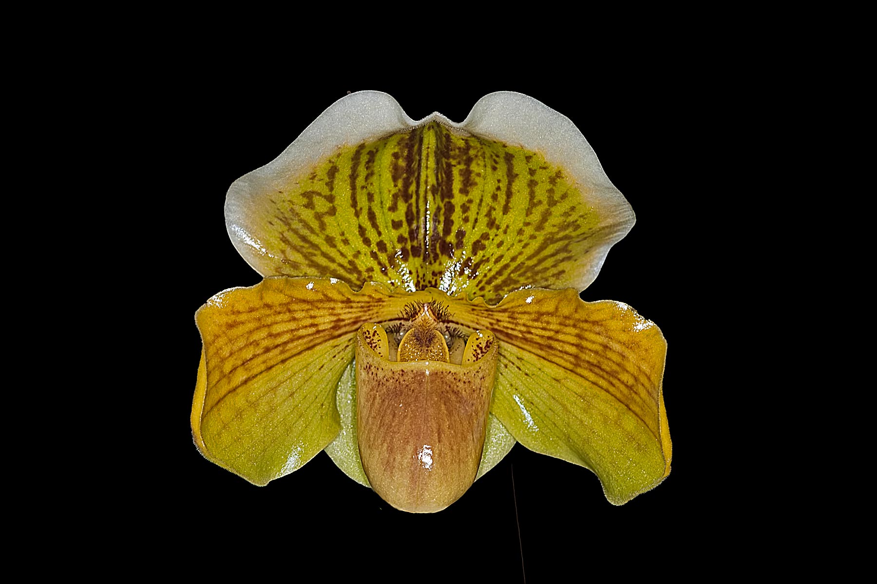 Paph. Love Potion