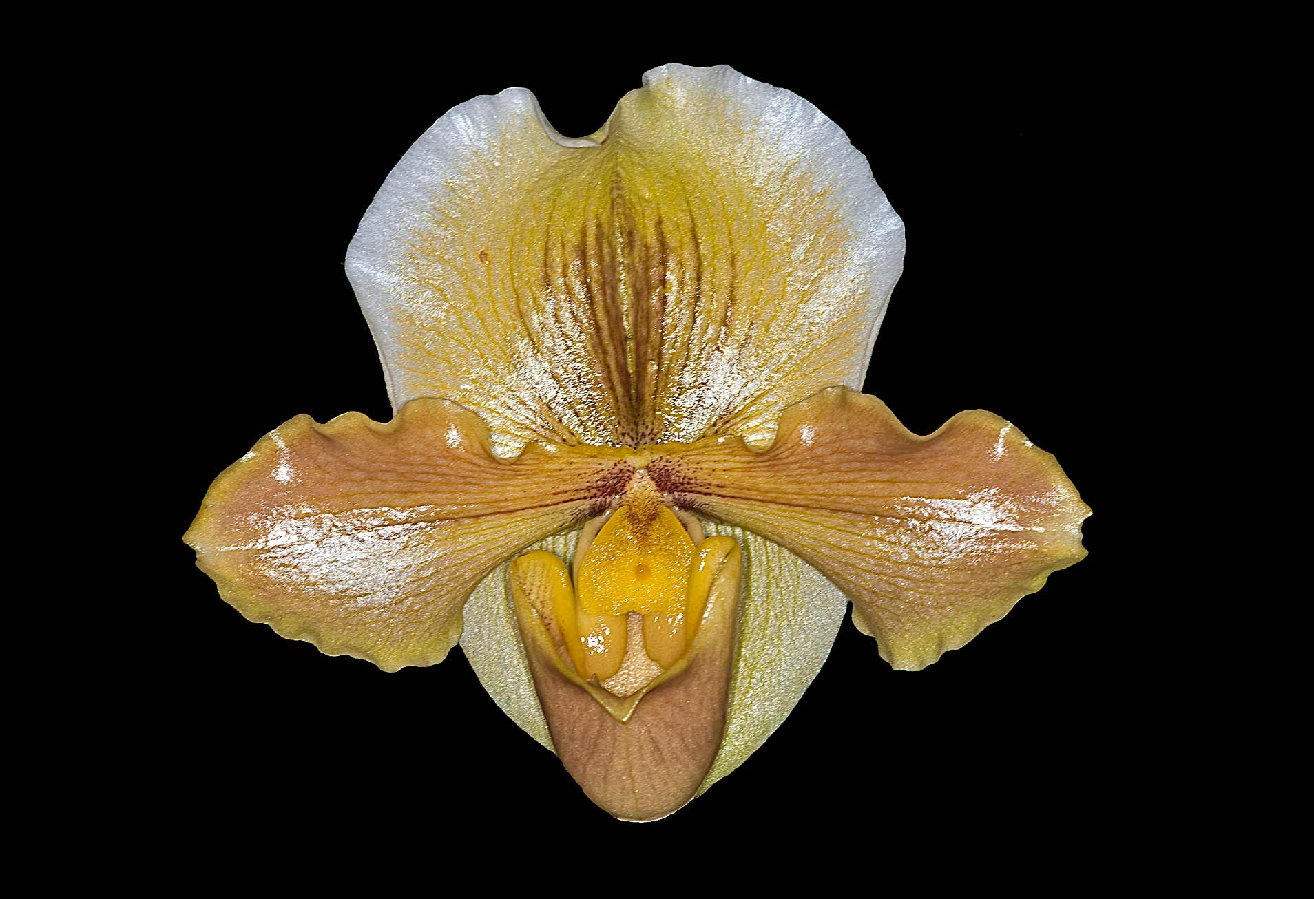 Paph. Peter Black x Divisadero