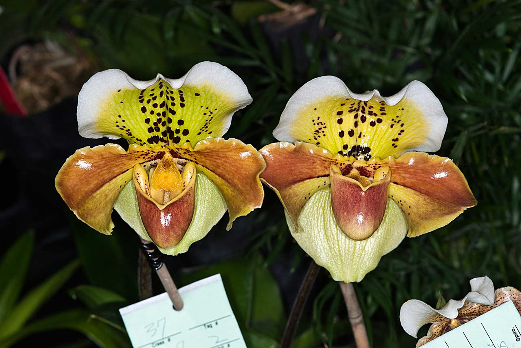 Paph. Londonlight