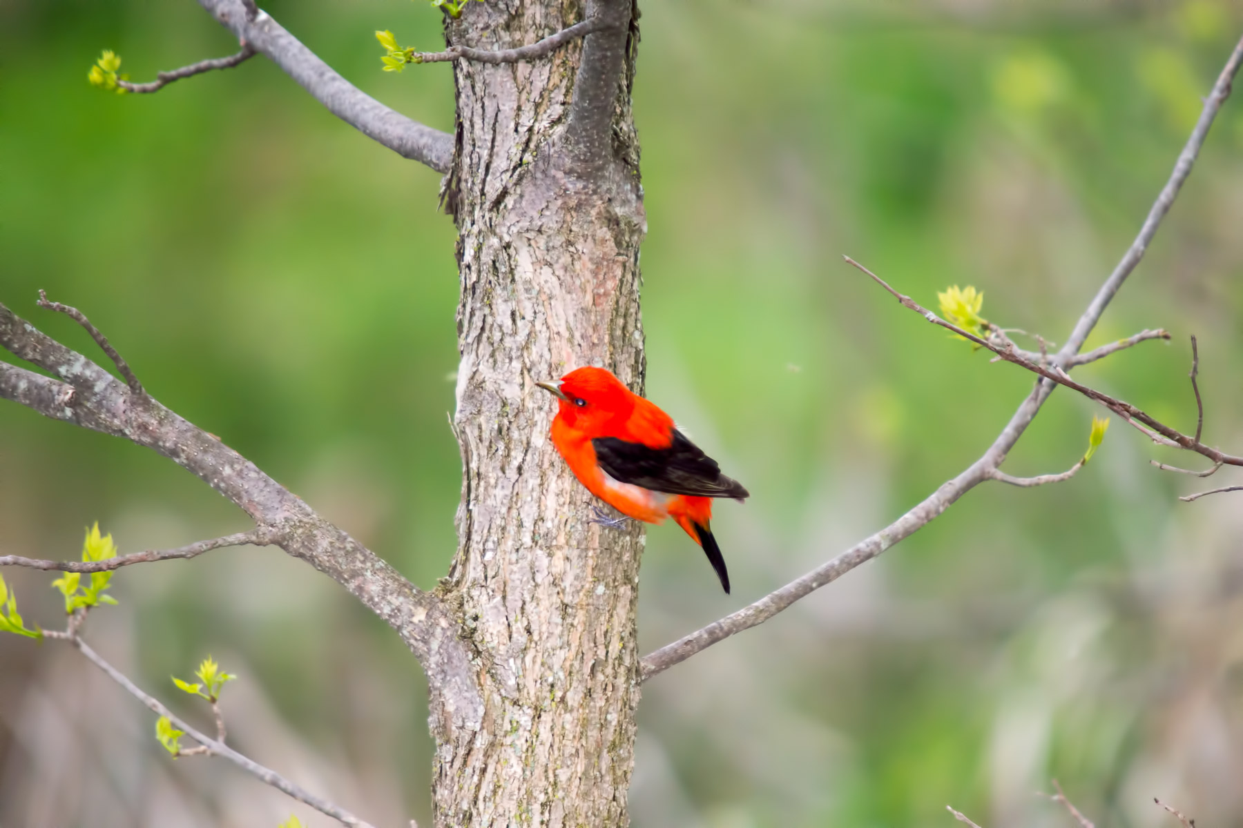 Tanager, Scarlet