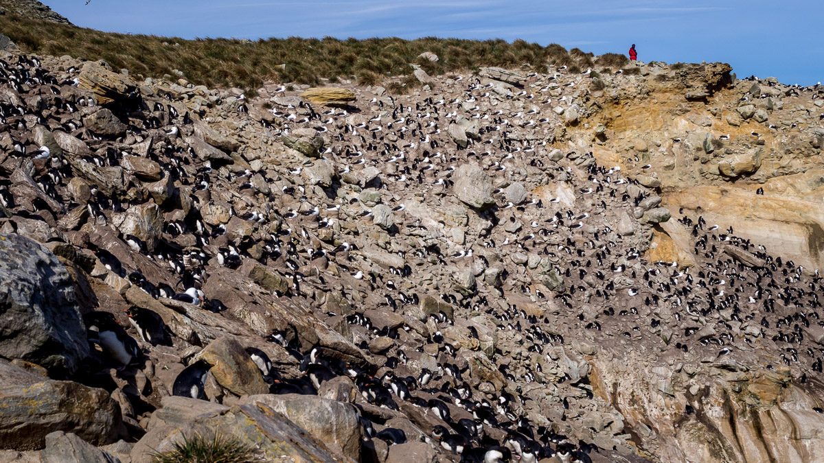 Rockhopper Penguins