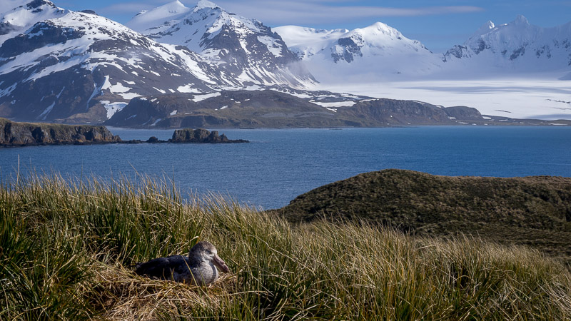 Prion Island
